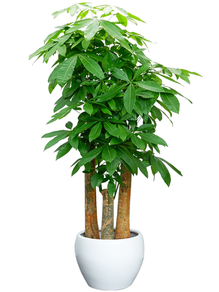 長沙花卉租擺——綠植租擺-辦公樓擺花-三桿發(fā)財樹大型植物盆栽喬遷送禮花卉